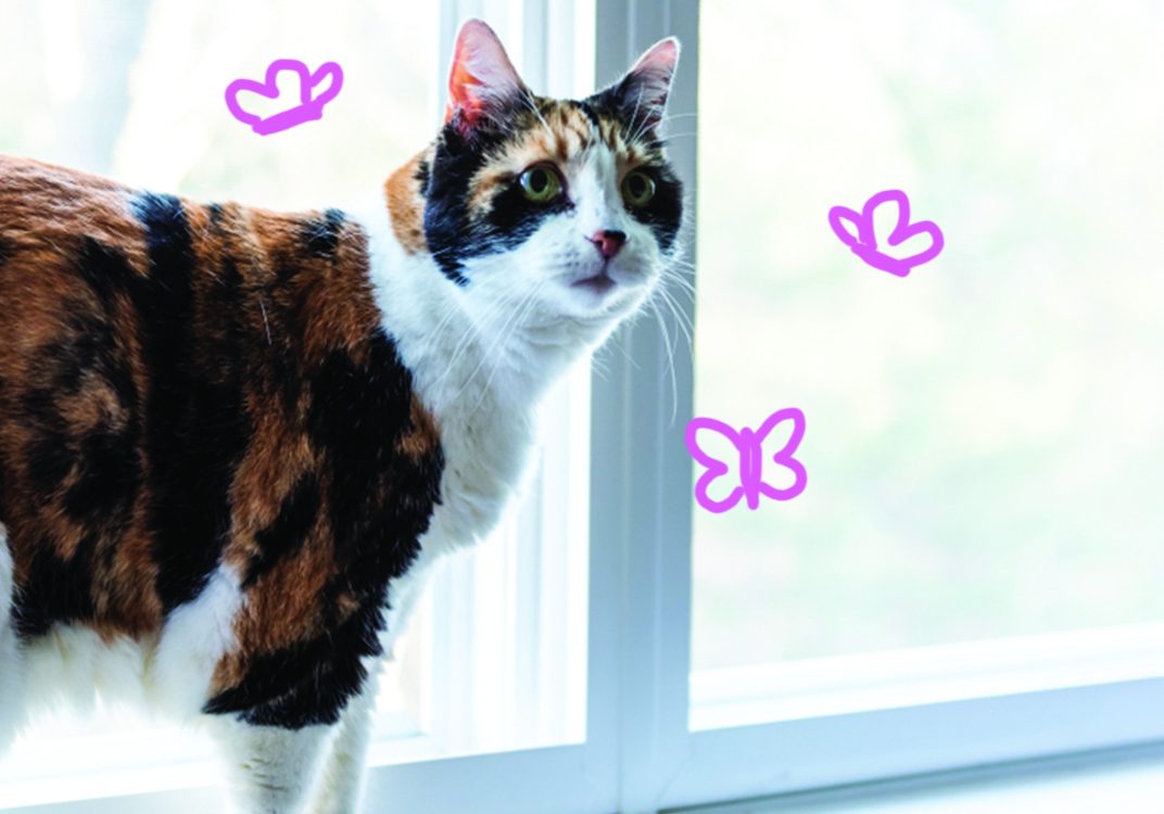 cat on window product images