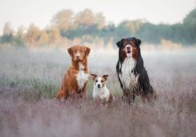 Three,Dogs,Are,Sitting,In,The,Grass,On,The,Field.