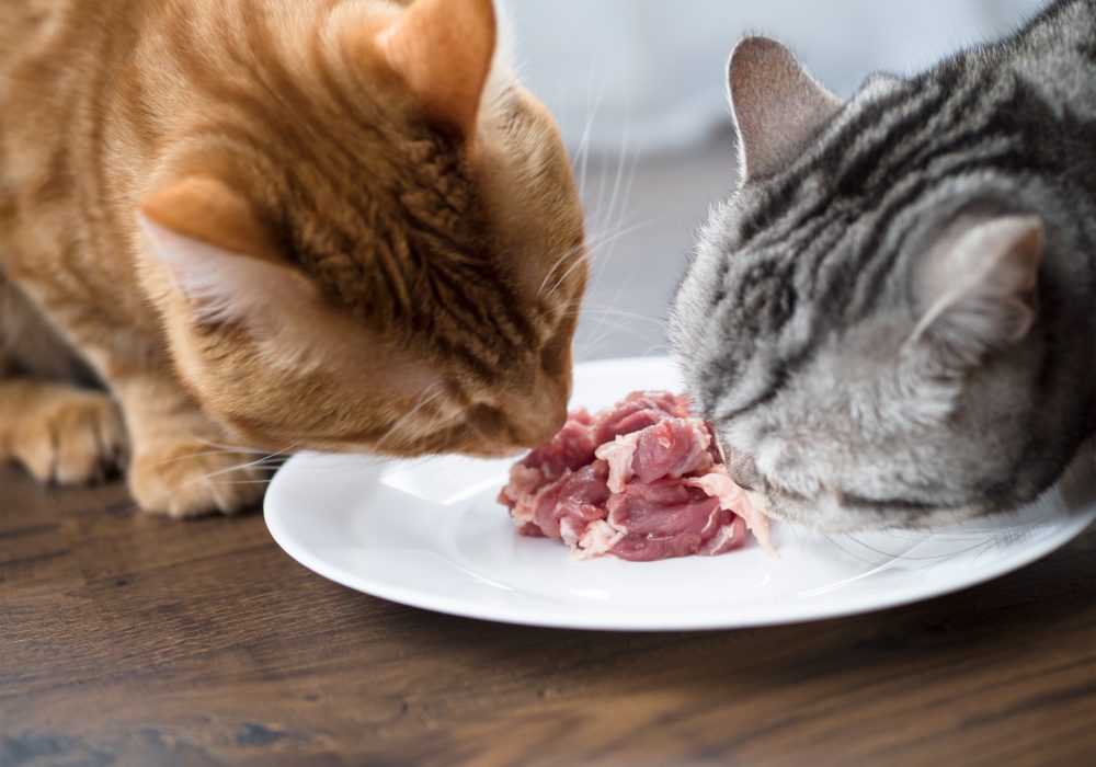 Big,Cat,Eating,Food