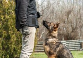 A,German,Shepherd,Puppy,Trained,By,A,Dog,Trainer,In