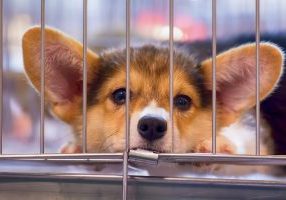 Kennel Training a Puppy at Night