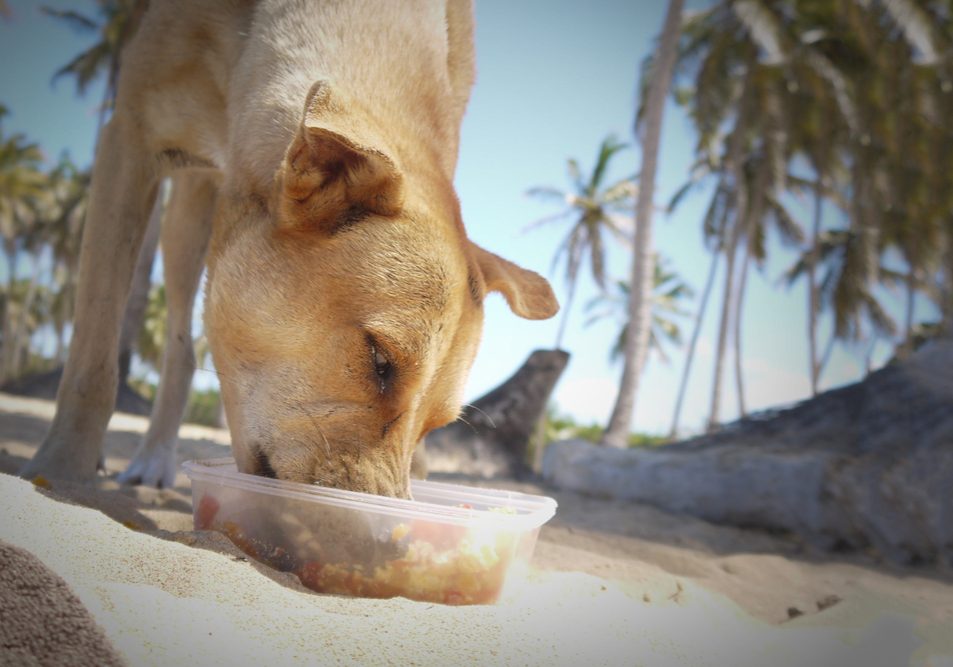Dog,Eats,On,The,Beach,copy,Space