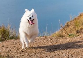 Portrait,Of,White,Running,Mad,Samoyed,Crazy,Dog,On,A