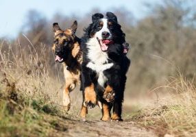 Group,Of,Dogs,Running
