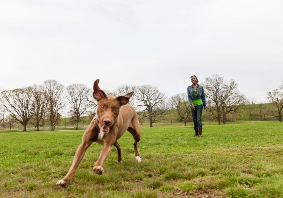 Dog,Running,Across,Grass