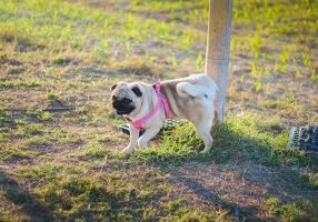 Puppy,Pee,Standing,Beside,Pole