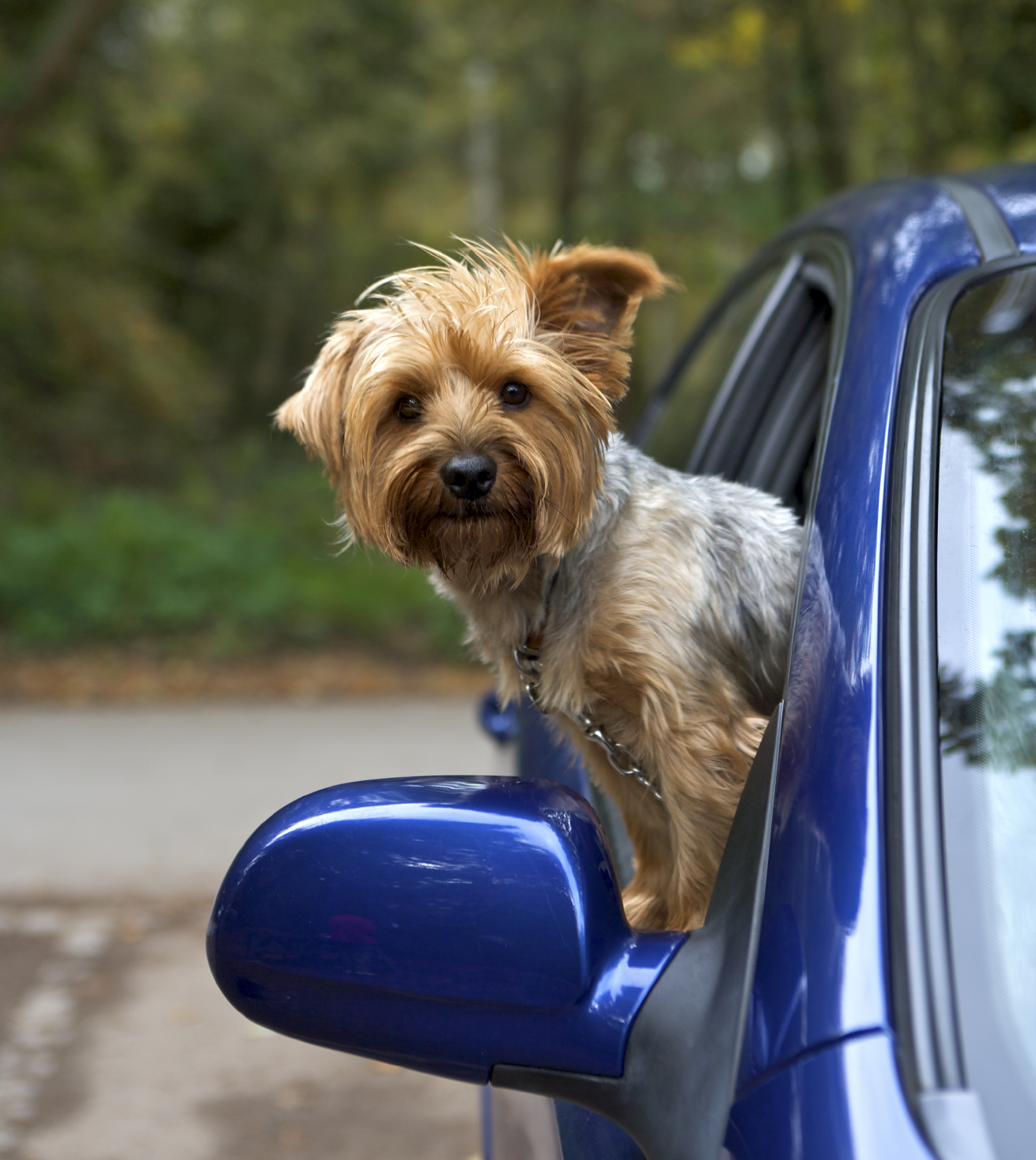 Dog in blue car