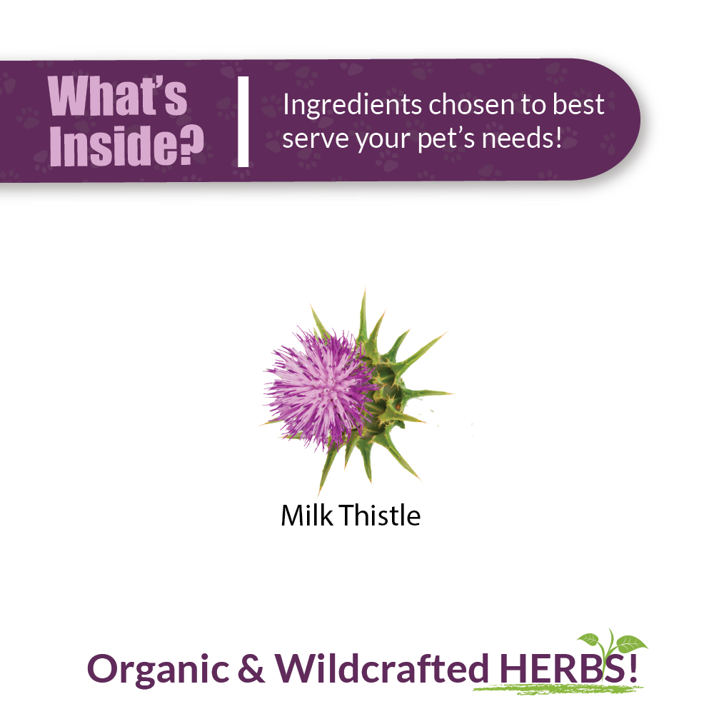 Milk Thistle - Image 3