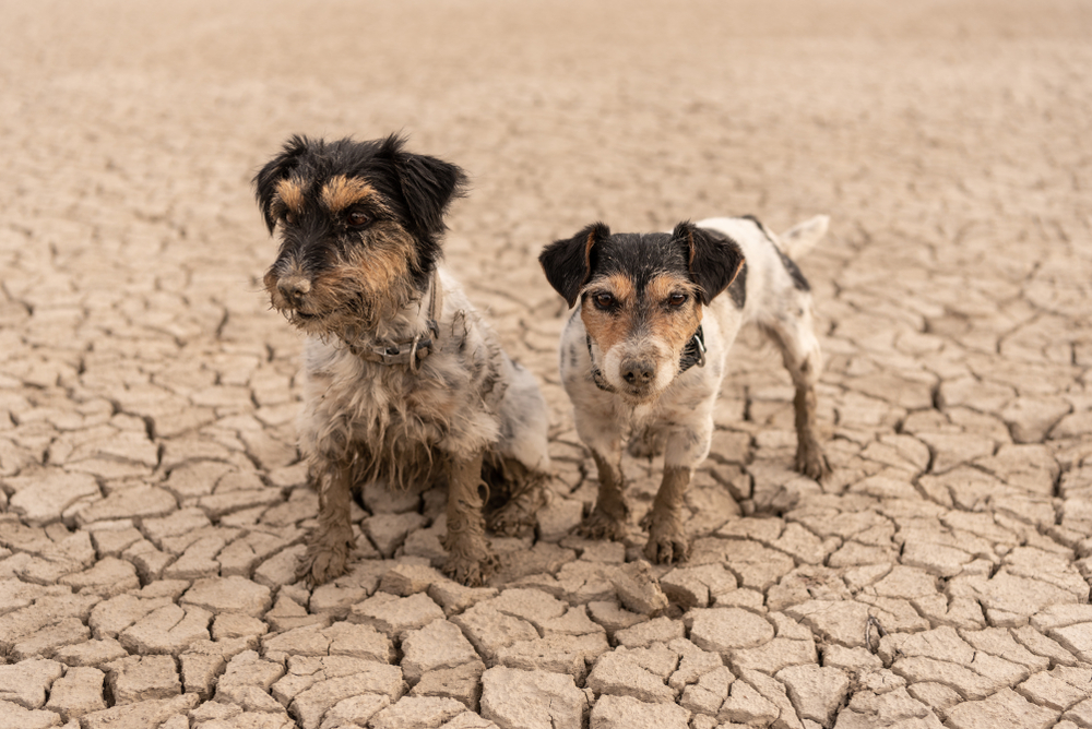 Two,Cute,Dogs,Are,Sitting,In,A,Dry,Sandy,Desert